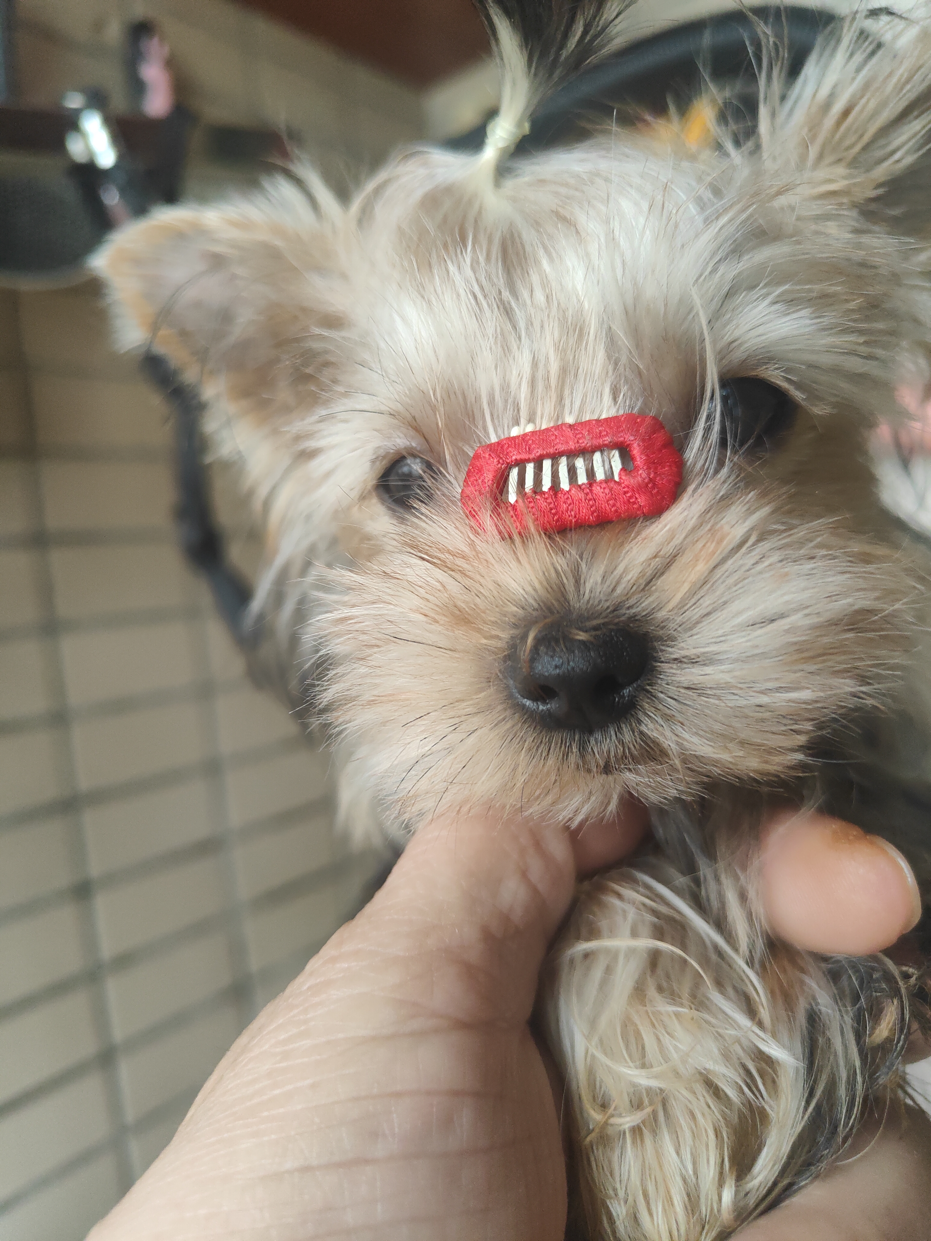 低价出售约克夏幼犬